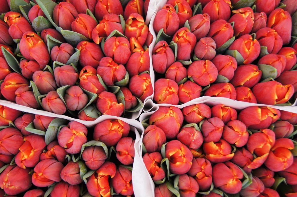 Amsterdam Tulips